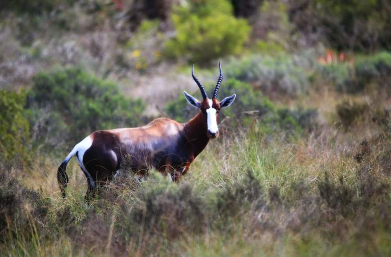 Bontebok National Park