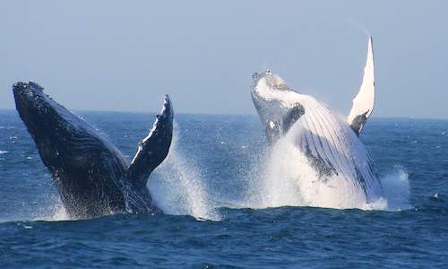 Jeffreys Bay