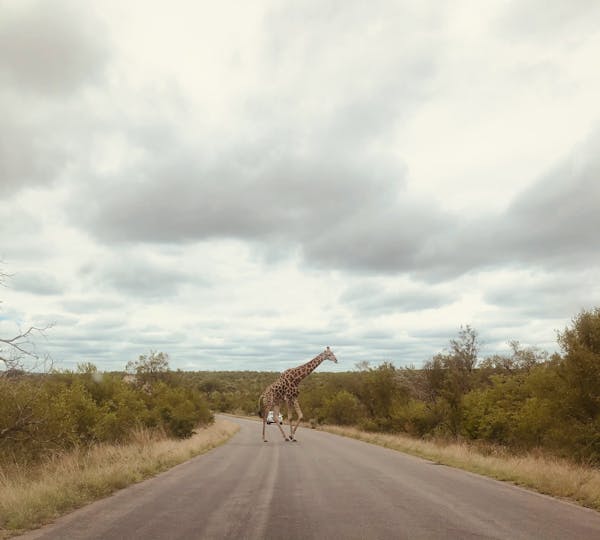 Kruger National Park