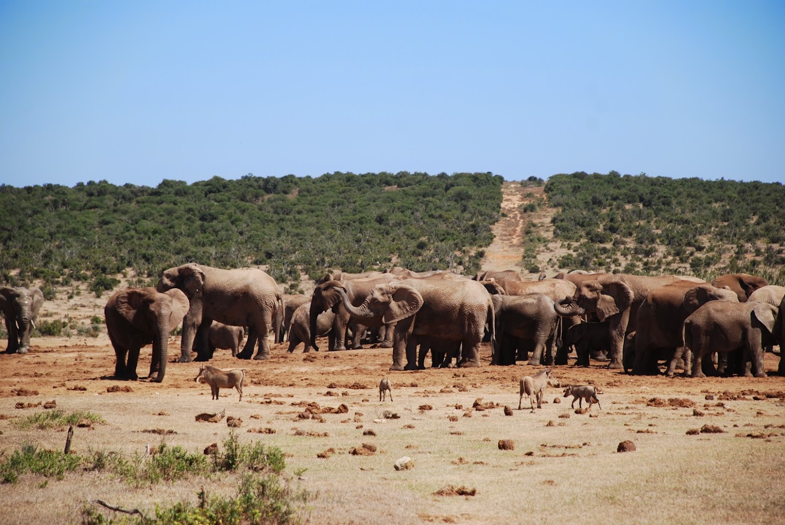 Addo Elephant National Park