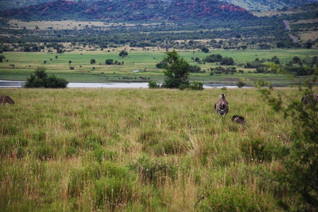 Pilanesberg