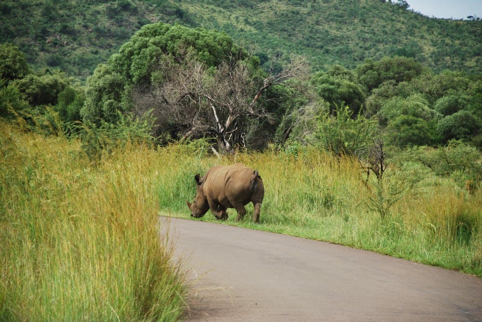 Neushoorn