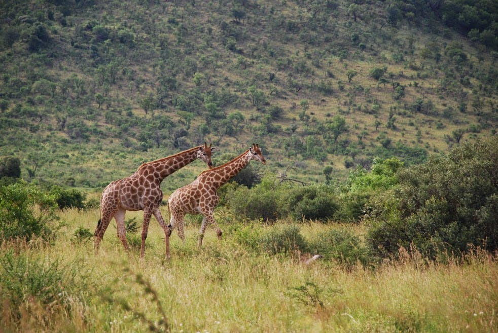 Giraffes