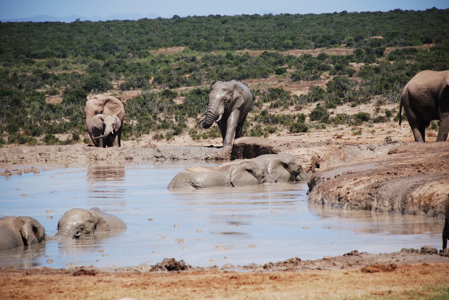 olifanten bij hapoor