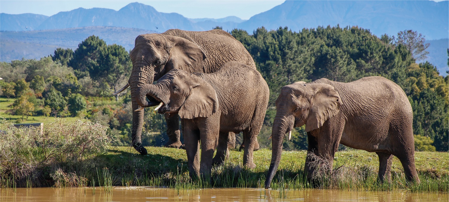 Knysna Elephant Park