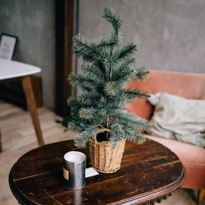 Stromek v květináči