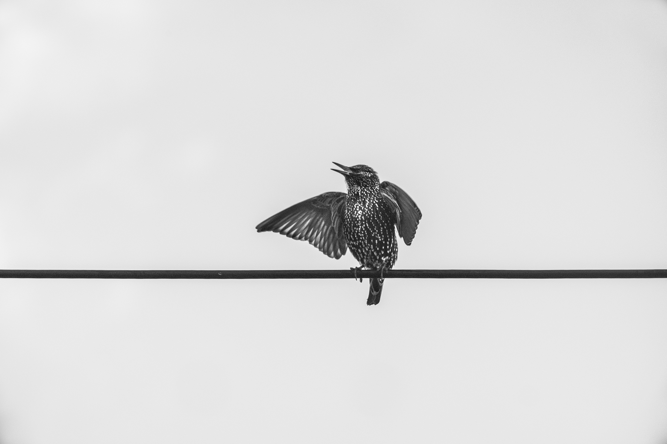 Stephen Langdon | Bird On A Wire | null