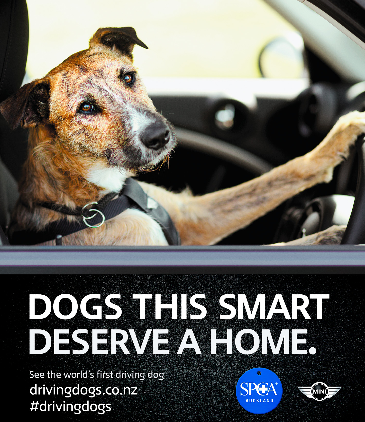 Stephen Langdon | SPCA, Driving Dogs | FCB