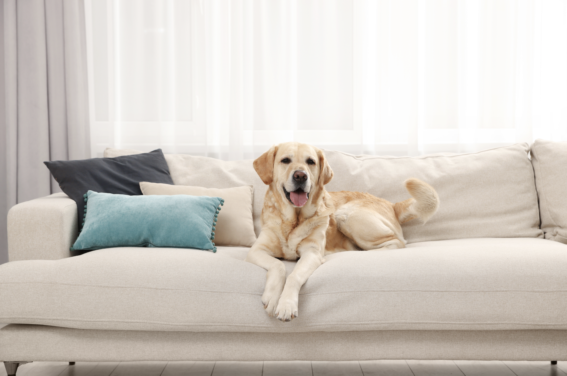 Don’t Fido! 5 Ways to Help Your Dog Feel at Home in a New House