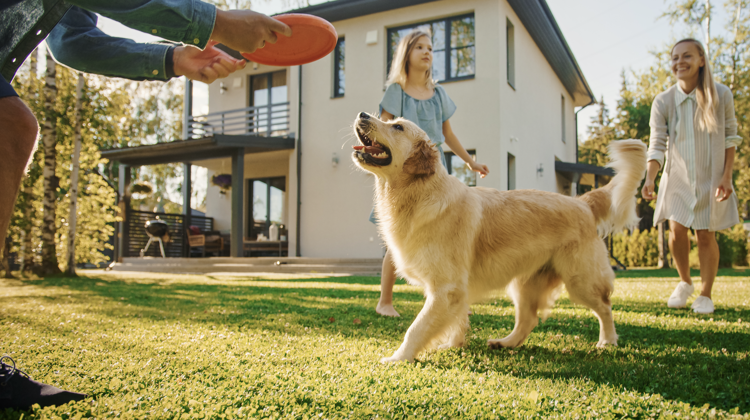5 Tips for a DogFriendly Yard RE/MAX NEWS