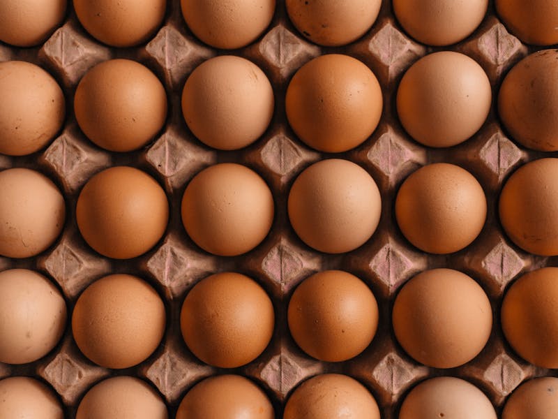 Animal welfare – why it's a financial (as well as ethical) decision