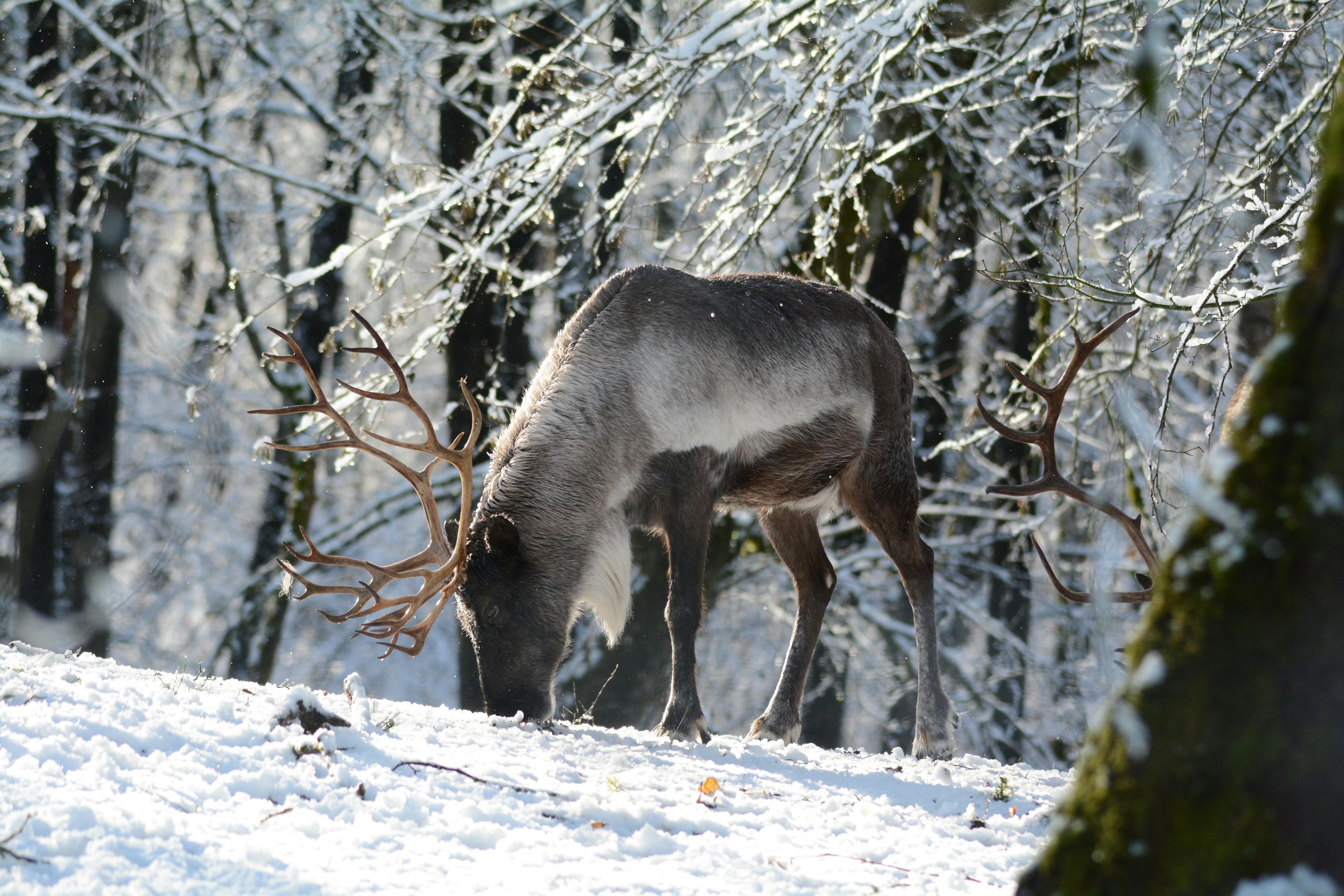 Caribou grazing in winter snow