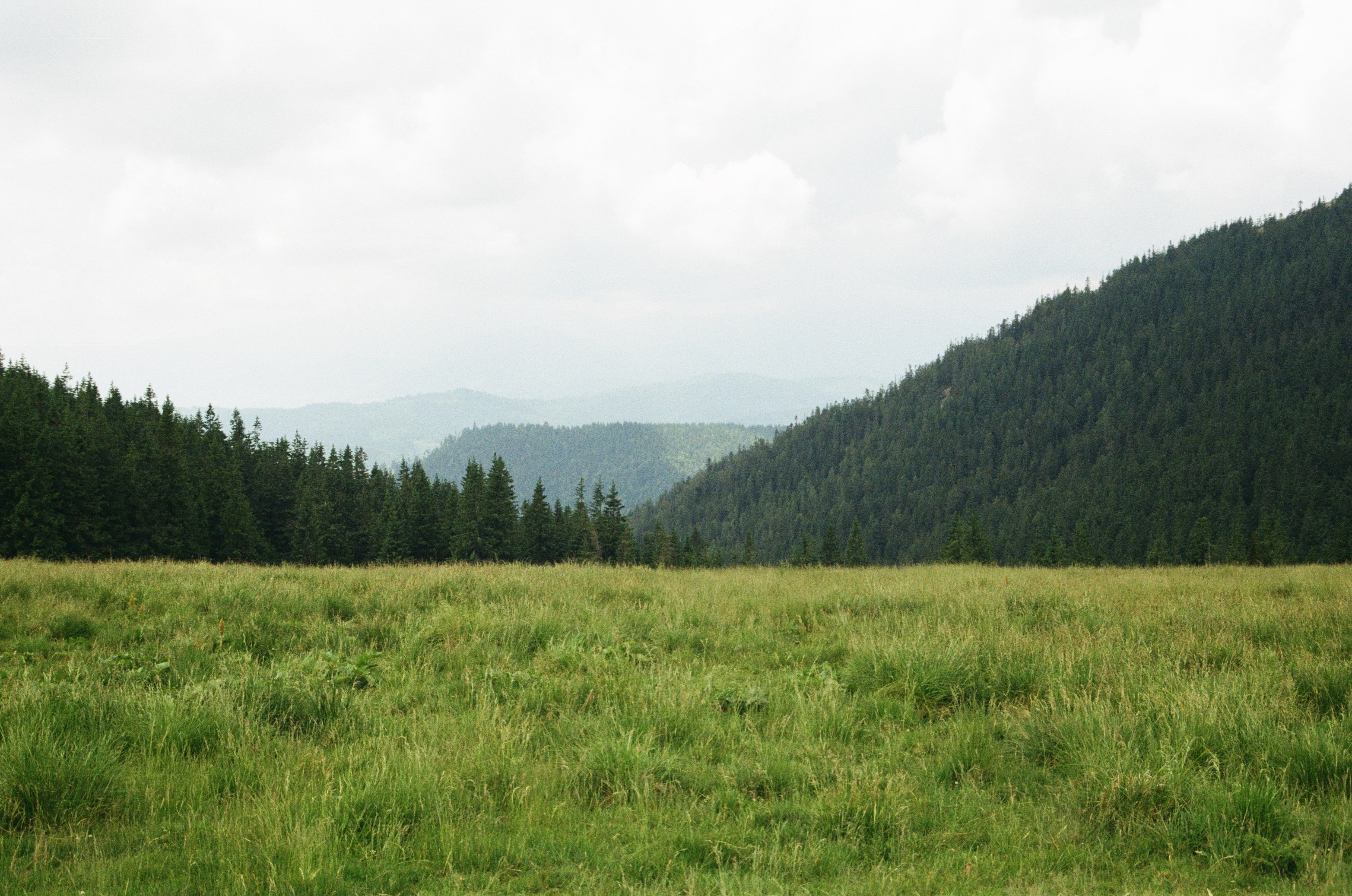 Restored forest meadow after reclamation and land restoration