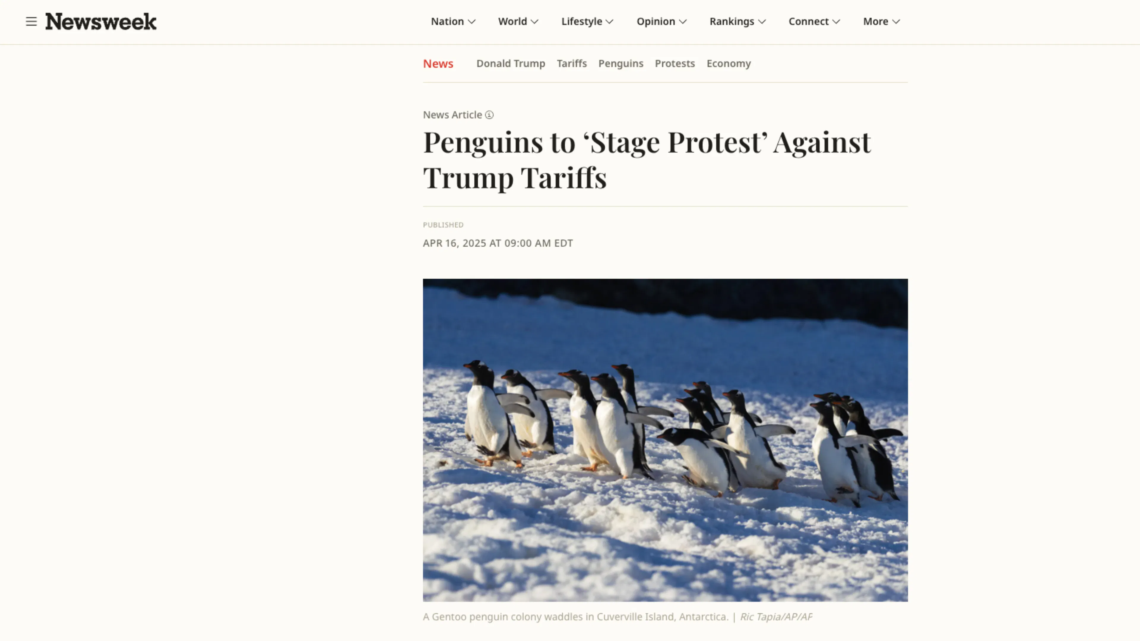A Newsweek article titled “Penguins to ‘Stage Protest’ Against Trump Tariffs is accompanied by photo of a group of penguins huddled on snowy ground under a clear sky. They appear to be moving together, suggesting unity and purpose.
