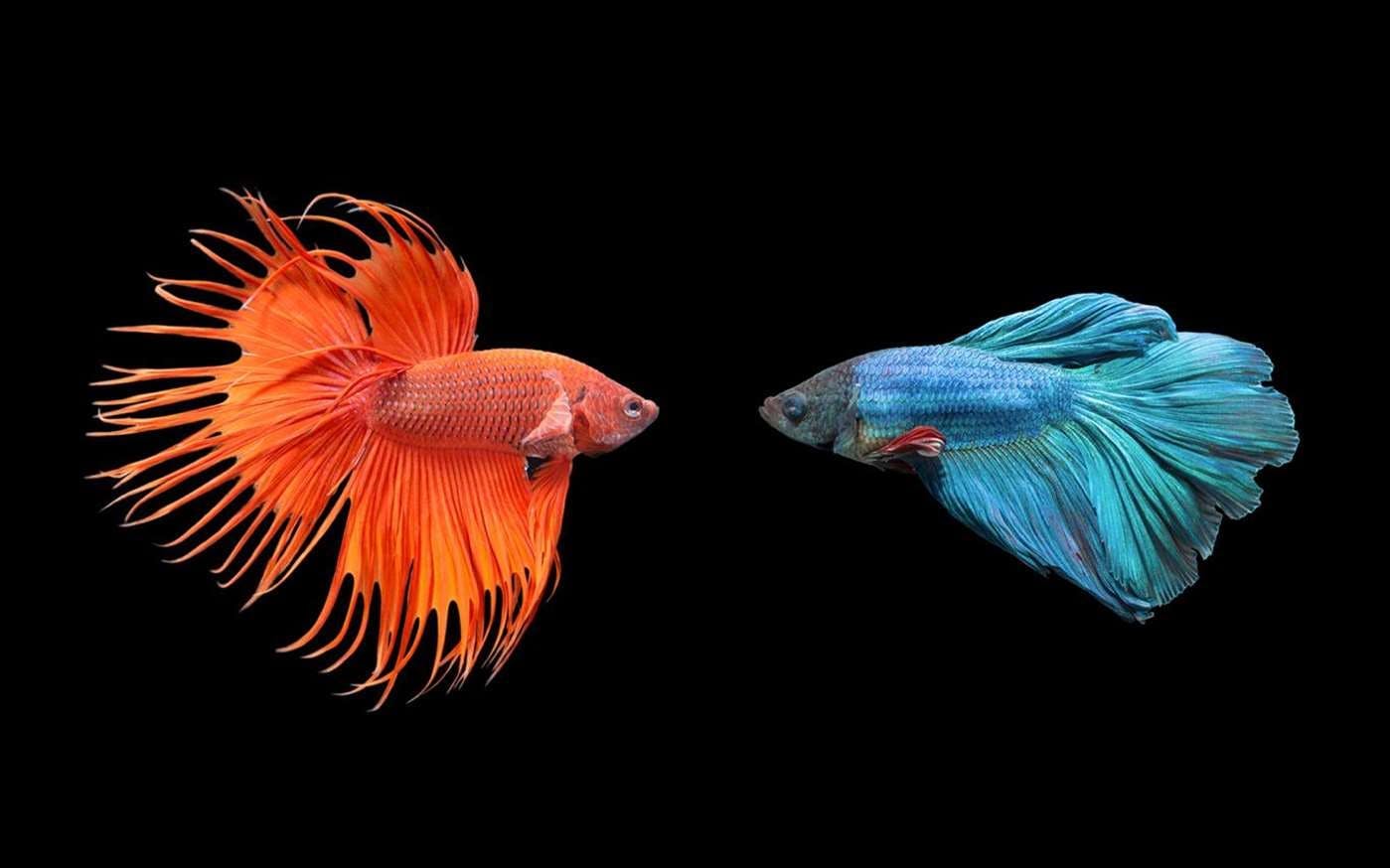 orange and blue fish