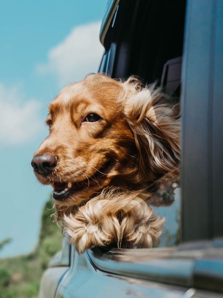 Über den Fahrtwind freut sich auch der tierische Begleiter.