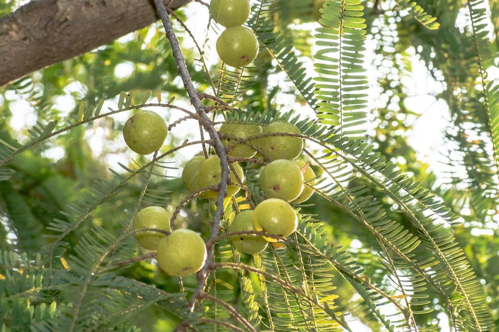 The 17 Best Fruits Good For The Heart Health best-foods-for-heart-patients-1-broccoli-2-green-leafy-vegetables-3
