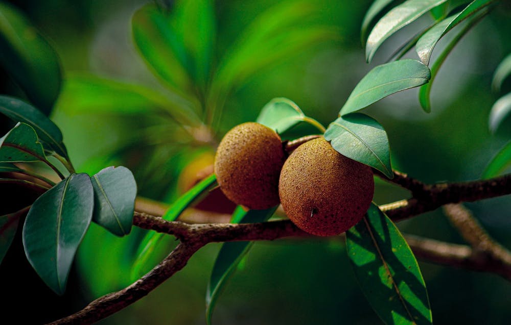 best fruits for pregnancy