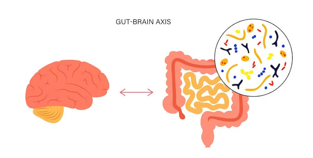 Understanding The Gut-Brain Connection - Reverse Factor