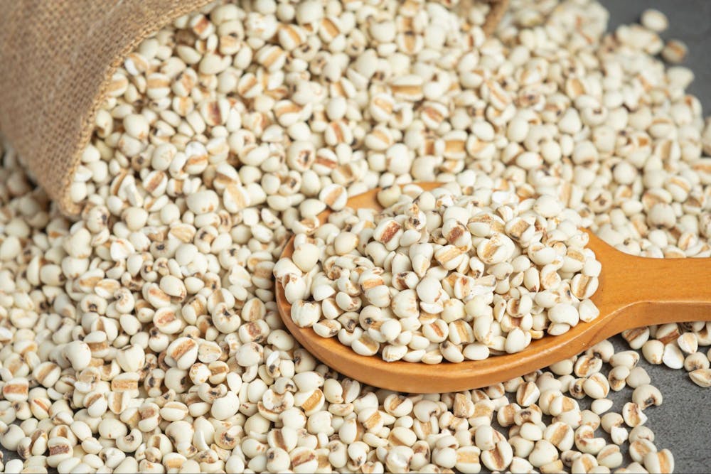 best plant based protein sources
