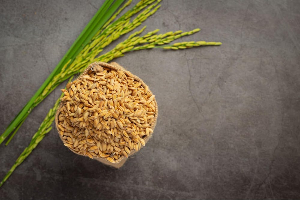 best plant based protein sources