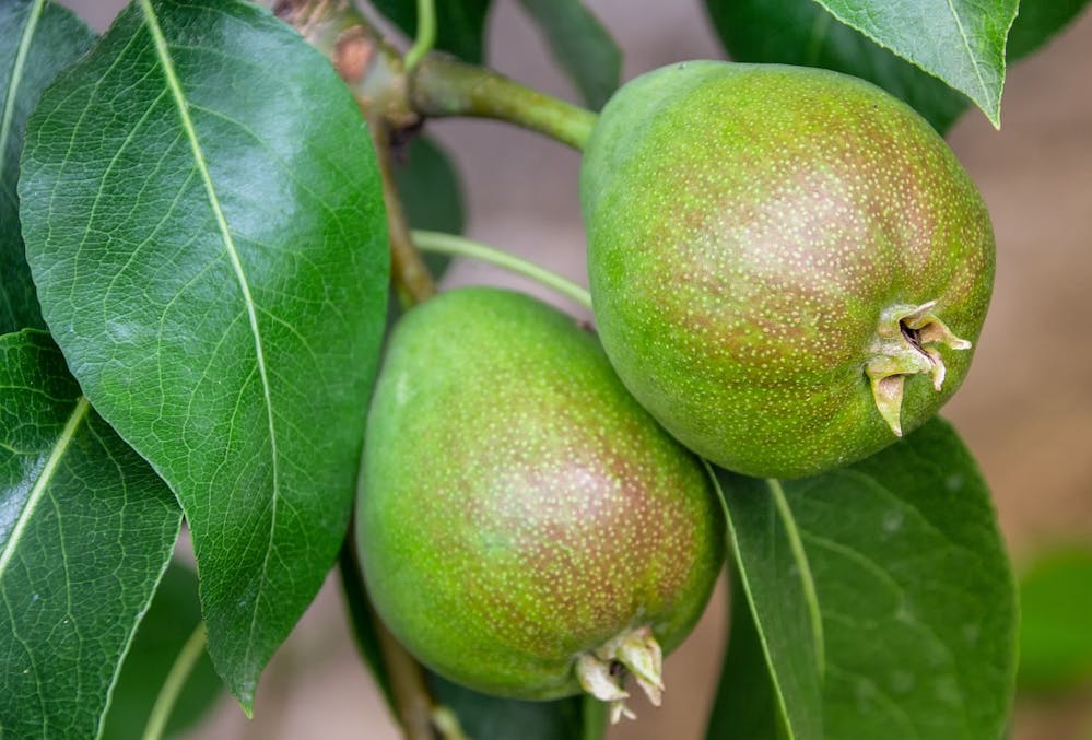 best fruits for healthy heart