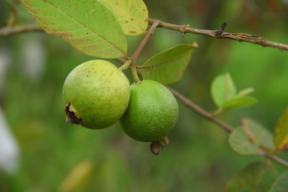 Best fruits for diabetes