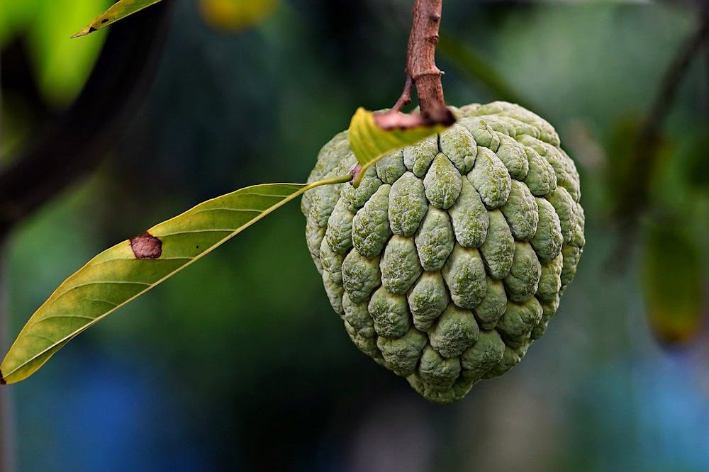 best fruits for pregnancy