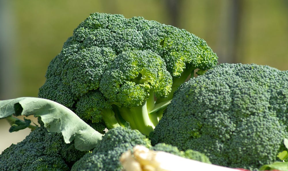 best plant based protein sources