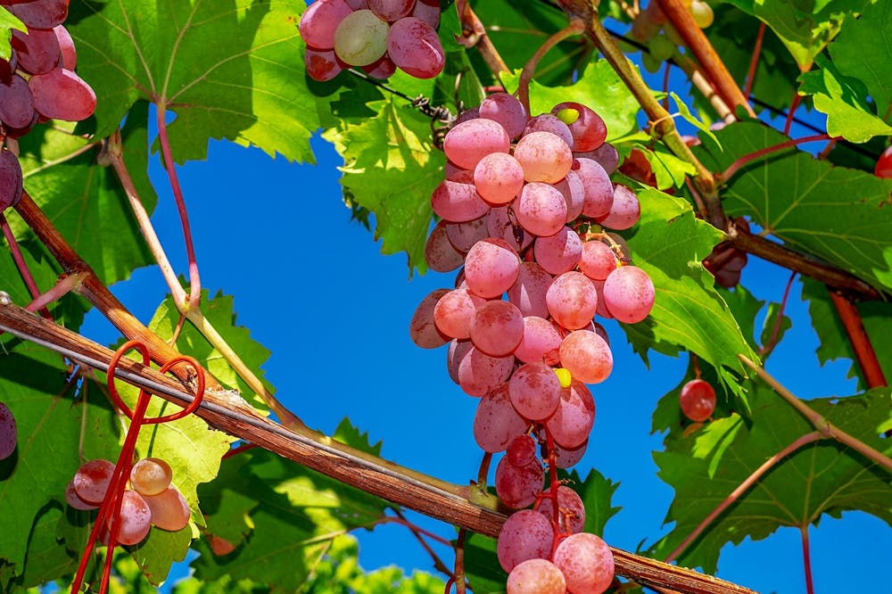 best foods that help fight cancer disease