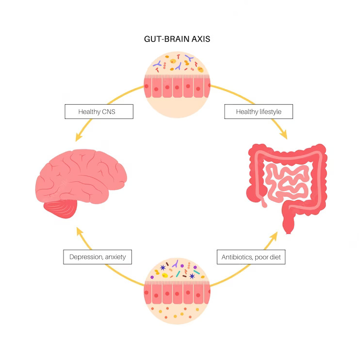 Understanding The Gut-Brain Connection - Reverse Factor