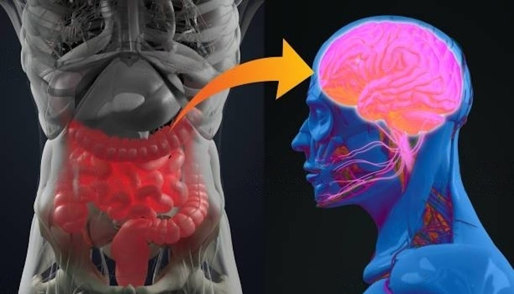 Understanding the gut and brain link