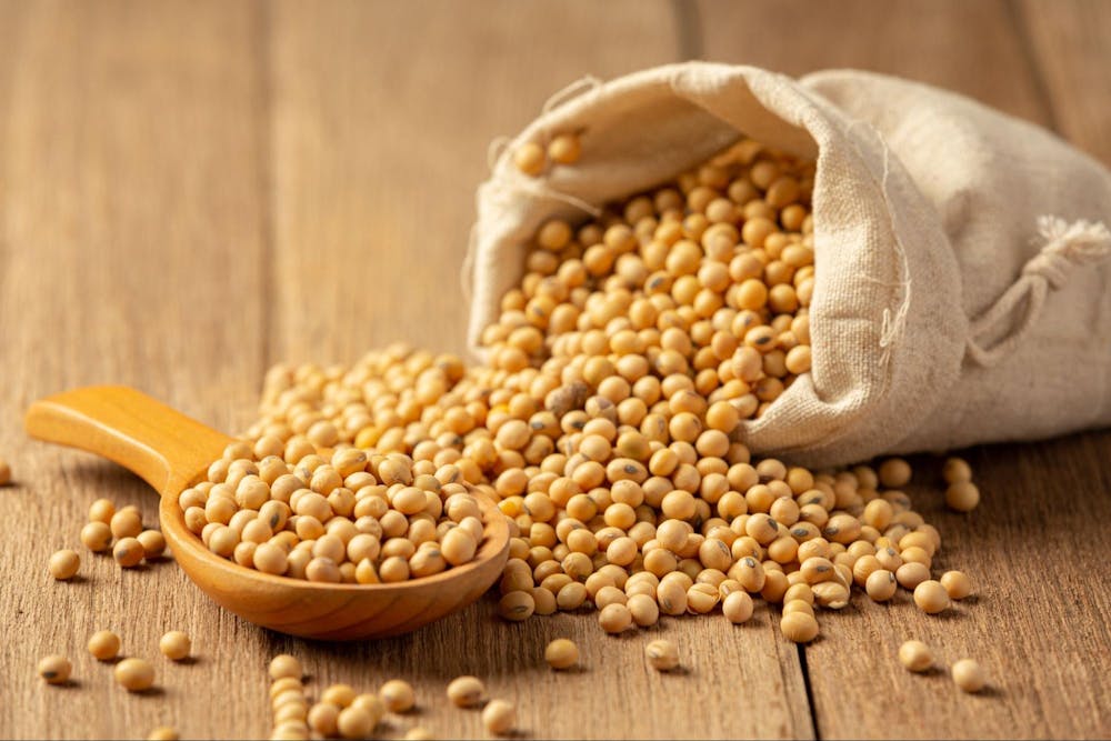 best plant based protein sources