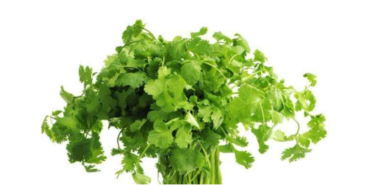 Benefits of Coriander Reverse Factor