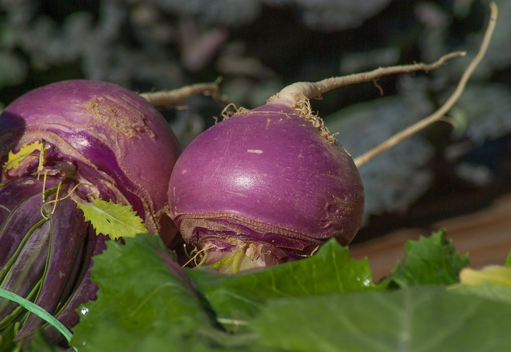 best foods for kidney health