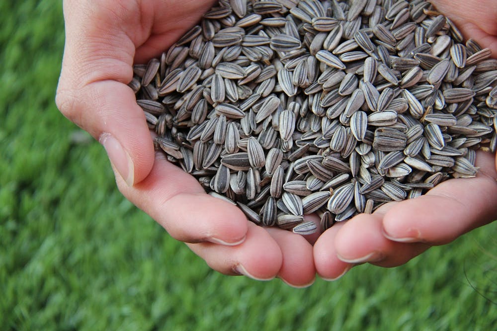 Best food for fatty Liver disease - Sunflower Seeds