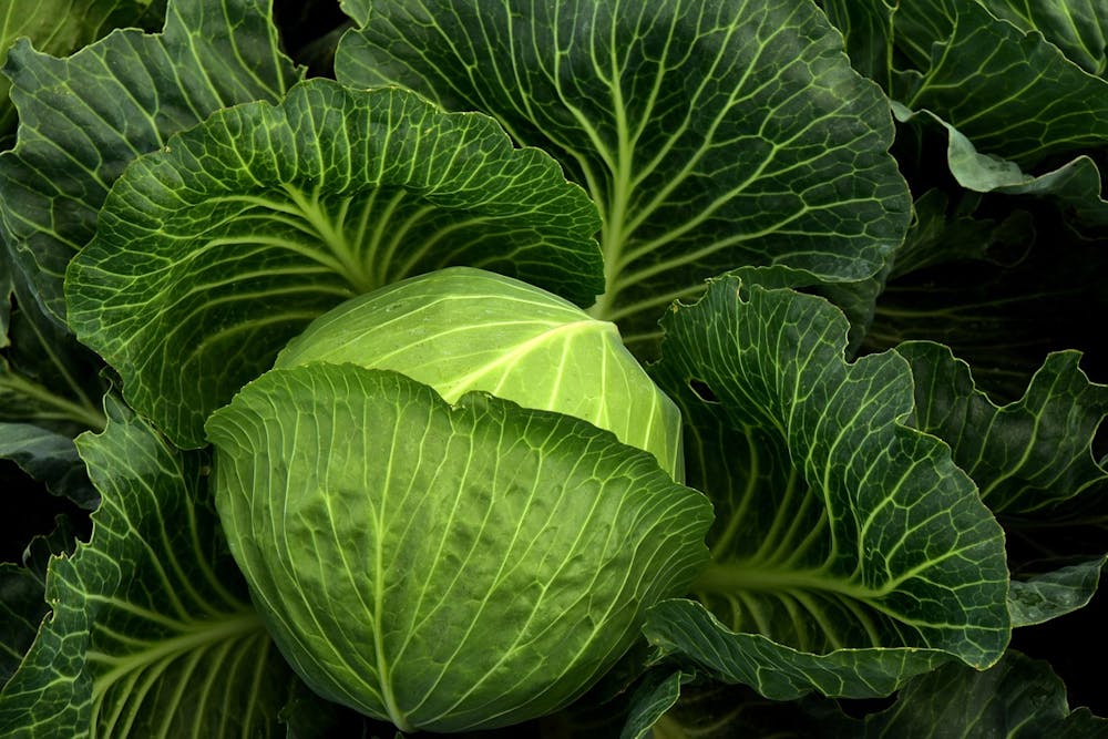 best foods for kidney health