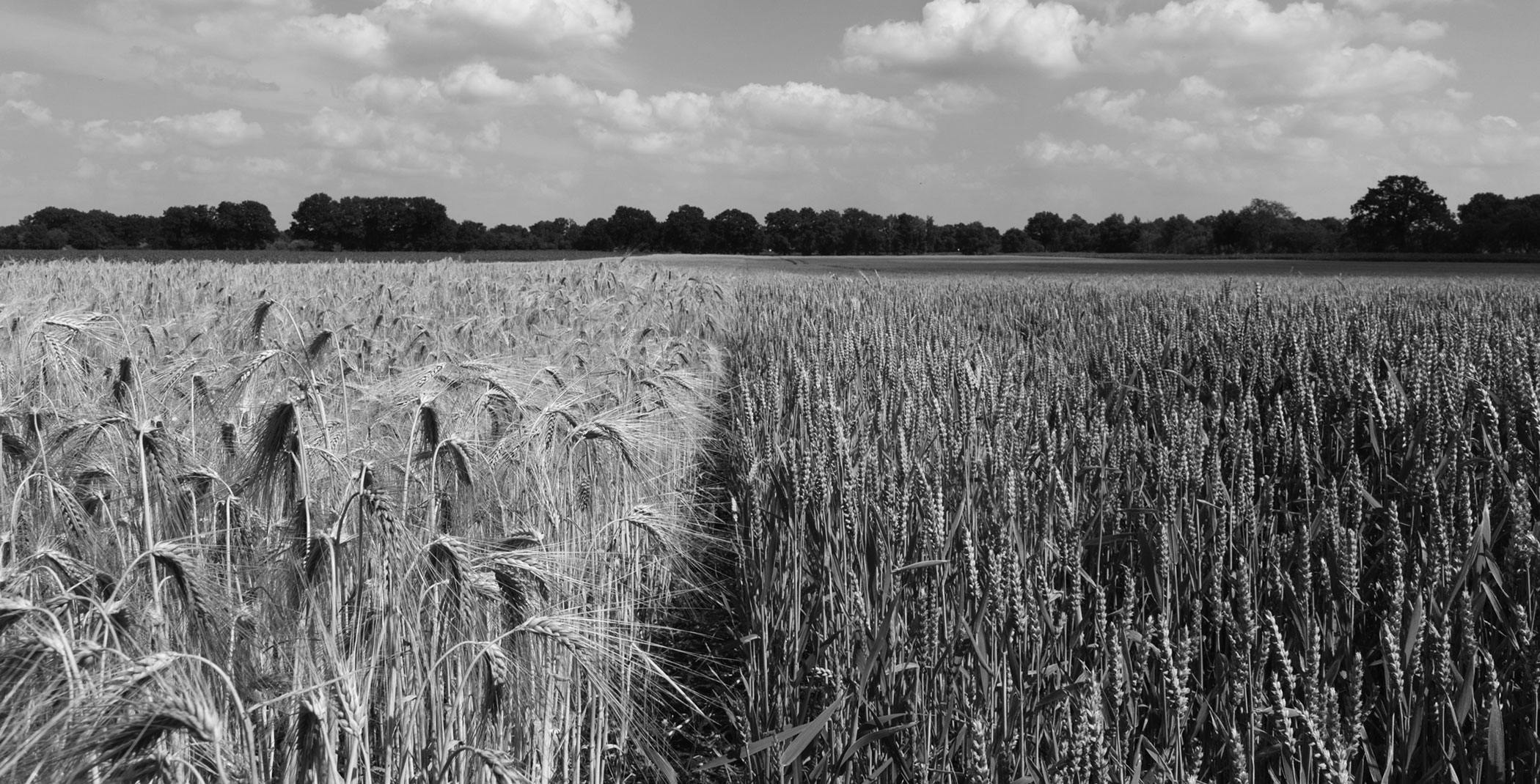 Crops in a field on a summer day