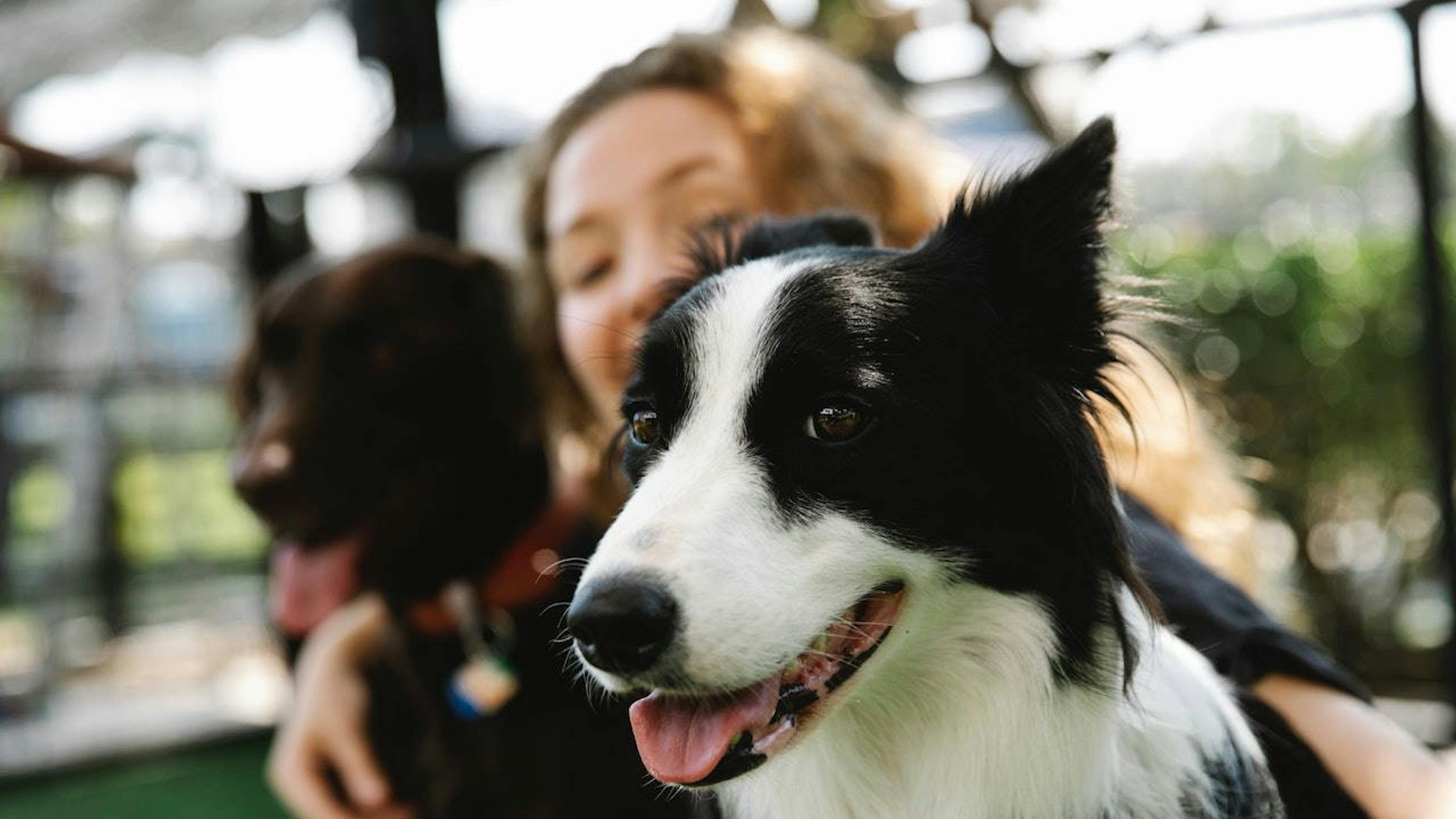 Quelle: Pexels (https://www.pexels.com/de-de/foto/frau-sommer-tier-hund-7210364/)