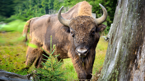 European Bison