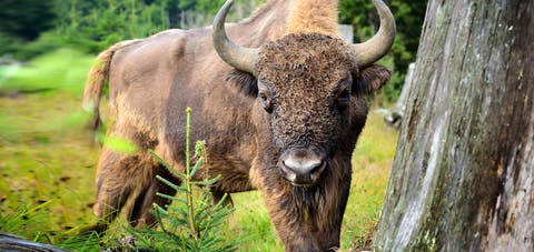 European Bison