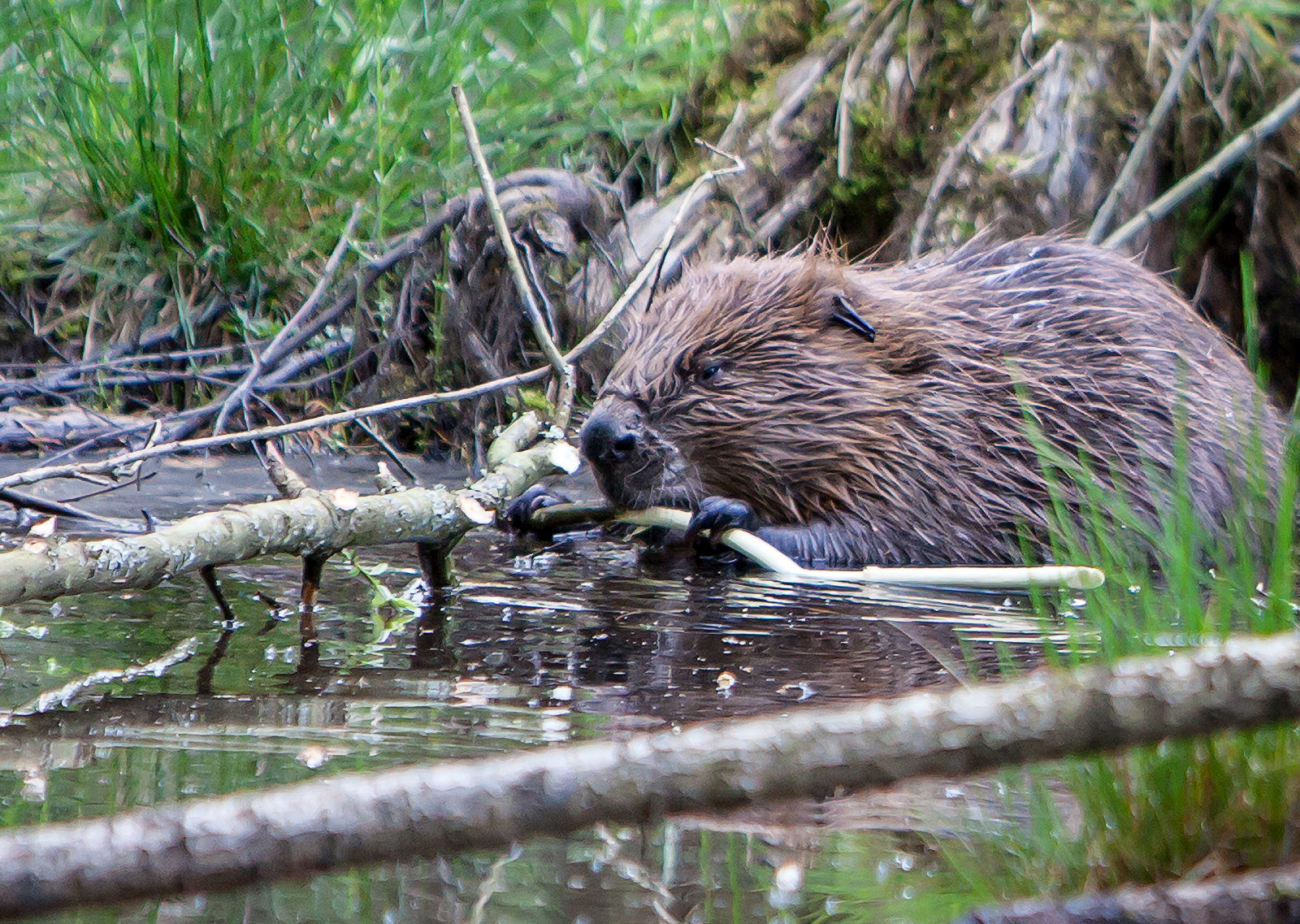 Beaver holding branch in a body of water