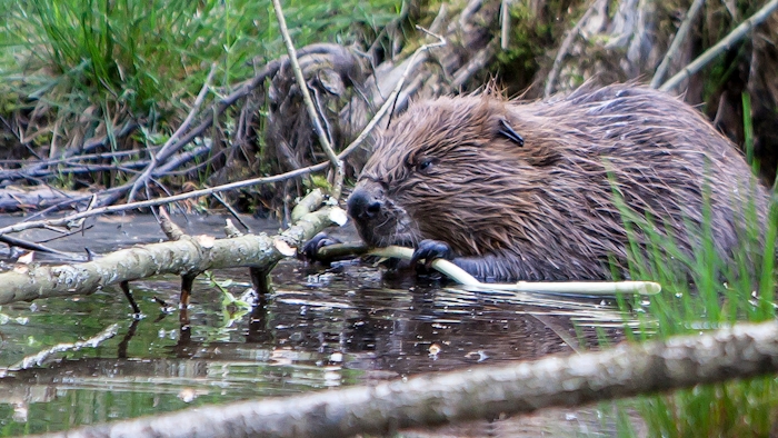 Beaver holding branch in a body of water