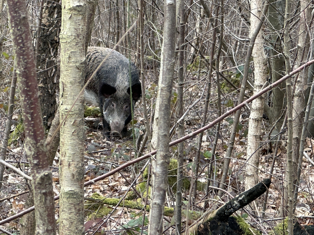 Wild boar in woodland