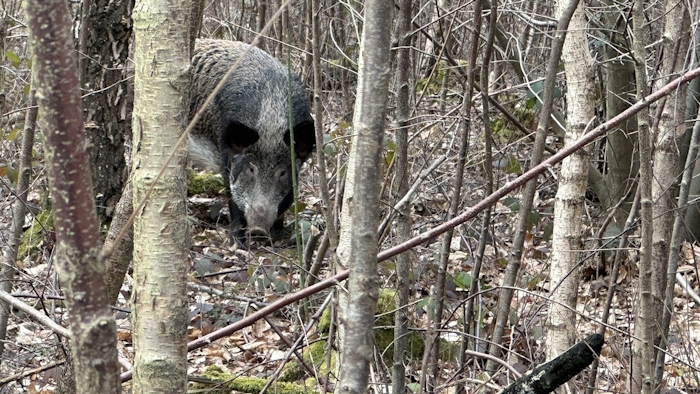 Wild boar in woodland