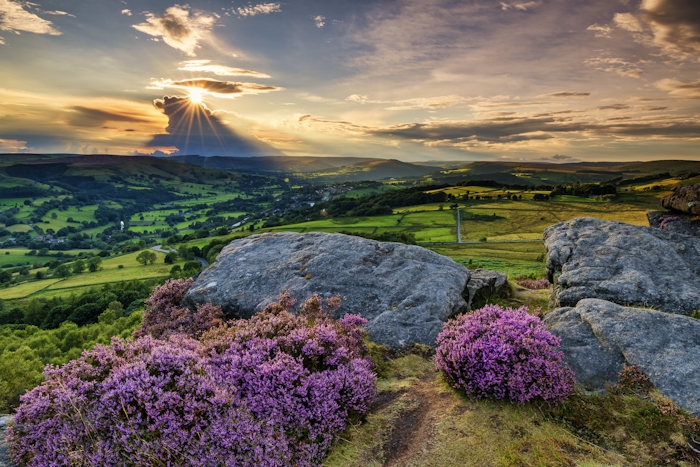 Vivid purple heather growing next to rocks with view over green countryside