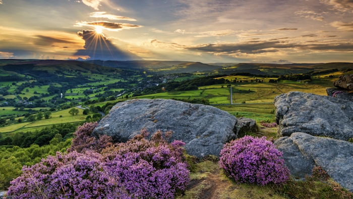 Vivid purple heather growing next to rocks with view over green countryside
