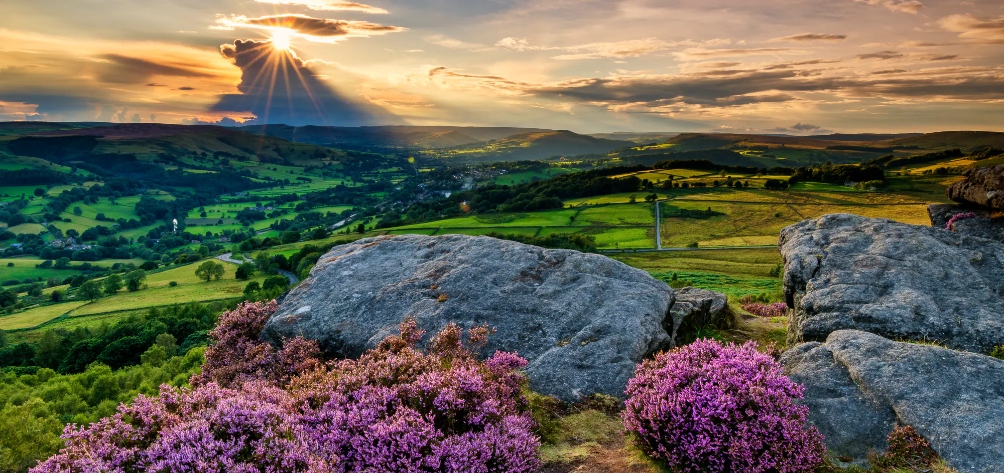 Vivid purple heather growing next to rocks with view over green countryside