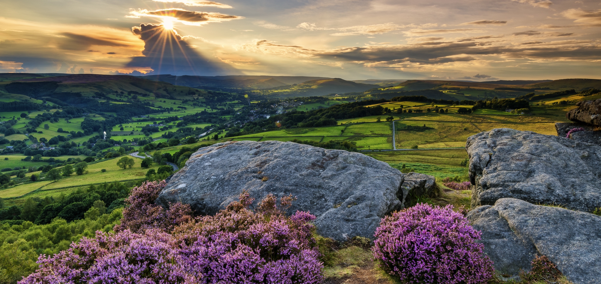Vivid purple heather growing next to rocks with view over green countryside