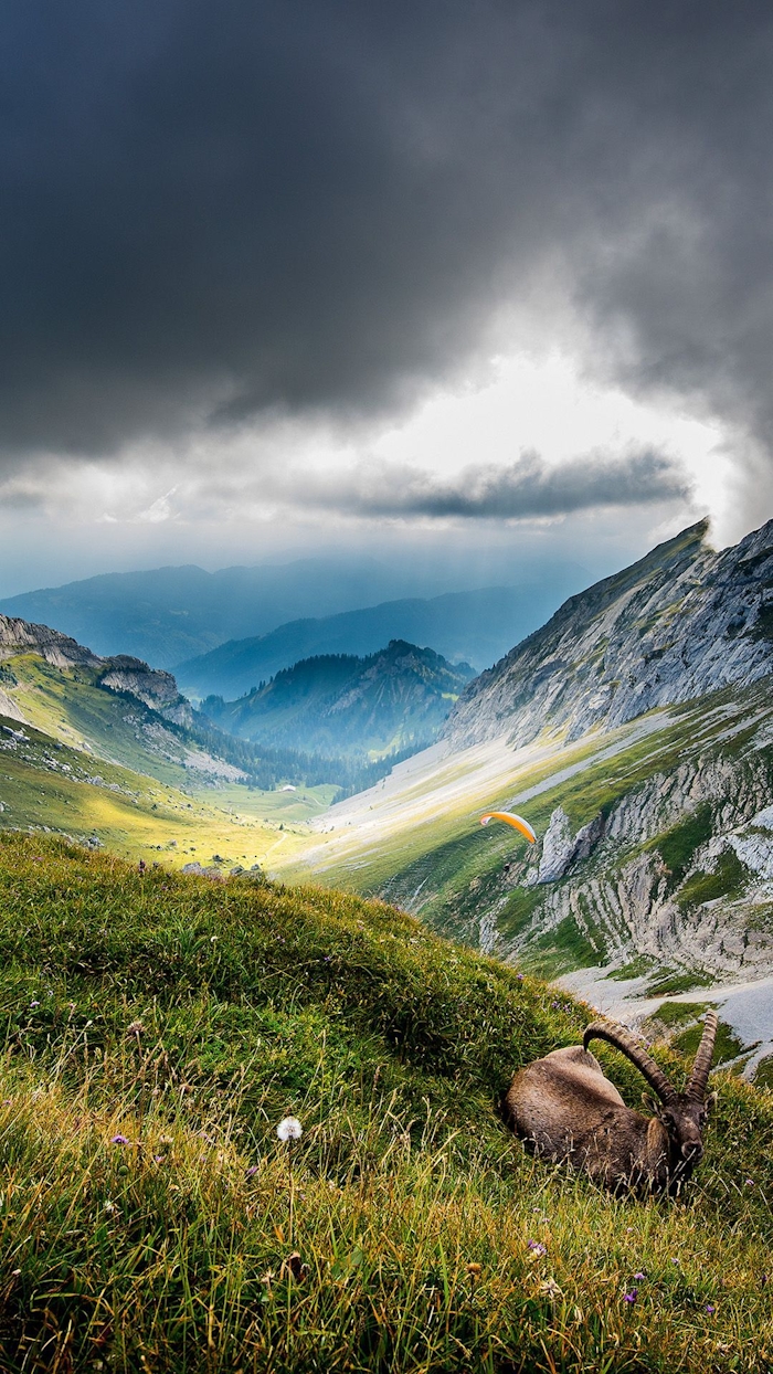 Goat in mountains